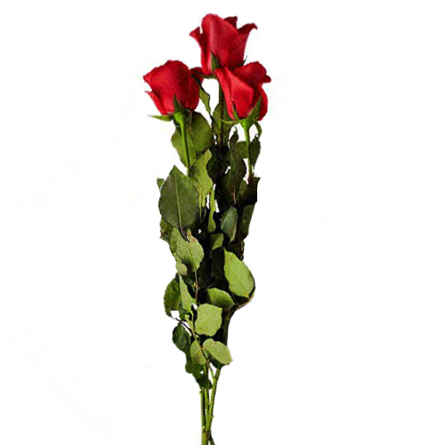 3 Red Roses. 3_Red_Roses-Pek.jpg