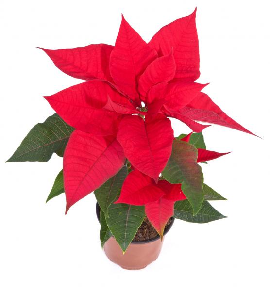 Christmas Star. christmas-star-Thj.jpg