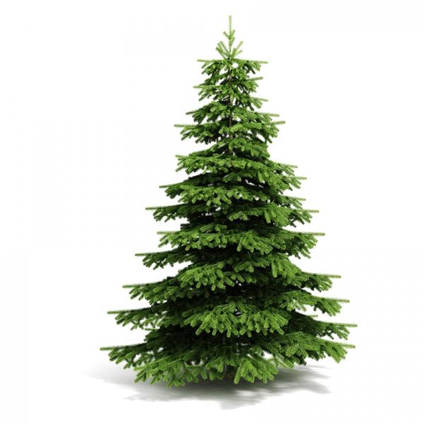 Christmas tree. christmas-tree-bS6.jpg
