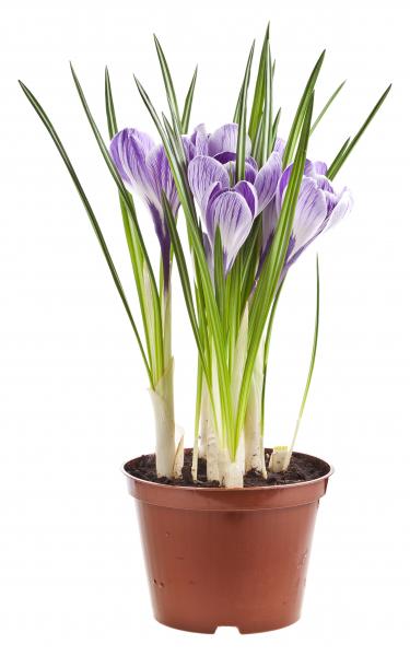 Crocuses. crocuses-UFR.jpg