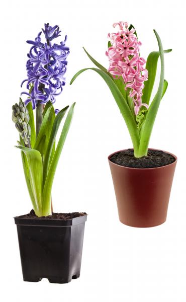 Hyacinth. hyacinth-n9A.jpg