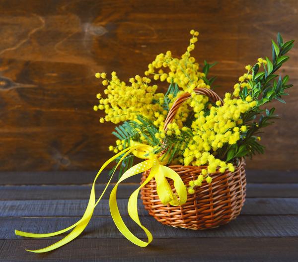 Mimosa. mimosa-dFT.jpg