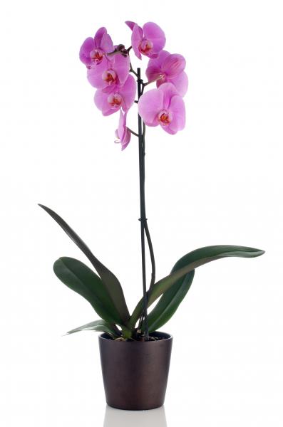Pink Orchid. pink-orchid-A67.jpg