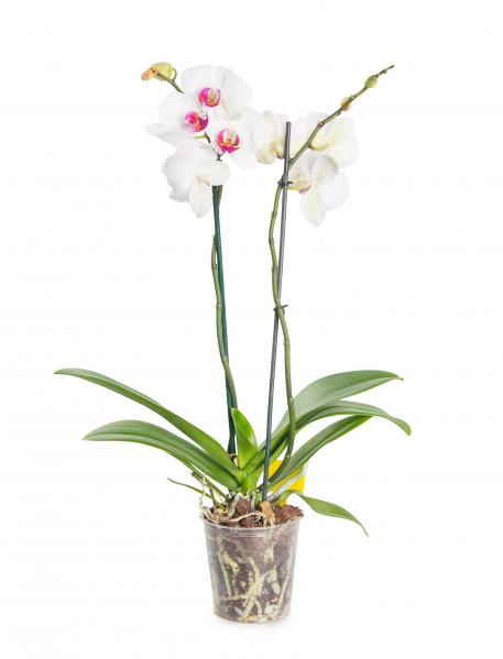 White Orchid. white-orchid-jAe.jpg
